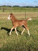 Te koop welsh hengstveulen., Dieren en Toebehoren, Pony's, Niet van toepassing, 0 tot 2 jaar, Hengst, C pony (1.27m tot 1.37m)
