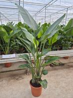 Strelitzia augusta, Huis en Inrichting, Kamerplanten, Ophalen, Halfschaduw, 150 tot 200 cm