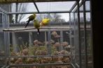 Aangeboden bergparkiet man split lutino., Dieren en Toebehoren, Vogels | Parkieten en Papegaaien, Mannelijk, Parkiet, Geringd