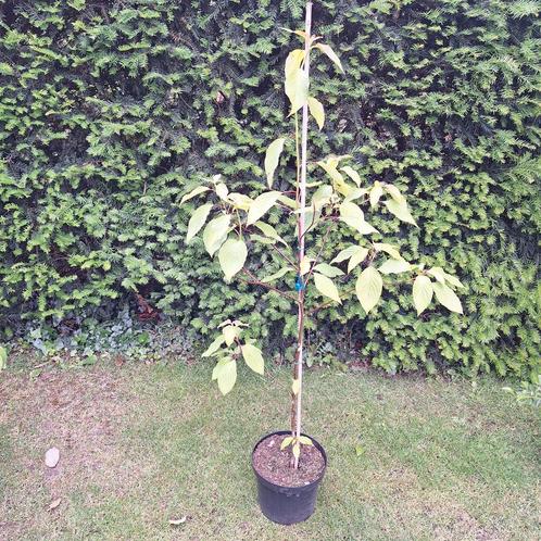 Reuzen Kornoelje, Tuin en Terras, Planten | Fruitbomen, Lente, Ophalen