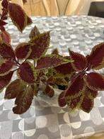 Bloem, Huis en Inrichting, Kamerplanten, Ophalen, Halfschaduw, Minder dan 100 cm