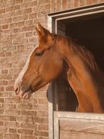 3 jarige onbeleerde KWPN merrie, Merrie, Dressuurpaard, 3 tot 6 jaar, Onbeleerd