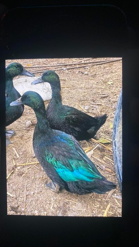 Broedeieren van Prachtige cayuga eenden, Dieren en Toebehoren, Pluimvee, Eend