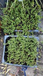 Wit vetkruid, Tuin en Terras, Ophalen, Overige soorten, Volle zon