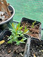 Heimia salicifolia, Sinicuichi, Sun Opener plant, Zomer, Vaste plant, Ophalen of Verzenden, Overige soorten