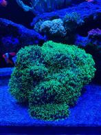 Rhodactis Hairy Mushroom / Indische Schijfanemoon, Dieren en Toebehoren, Overige typen, Zoutwatervis