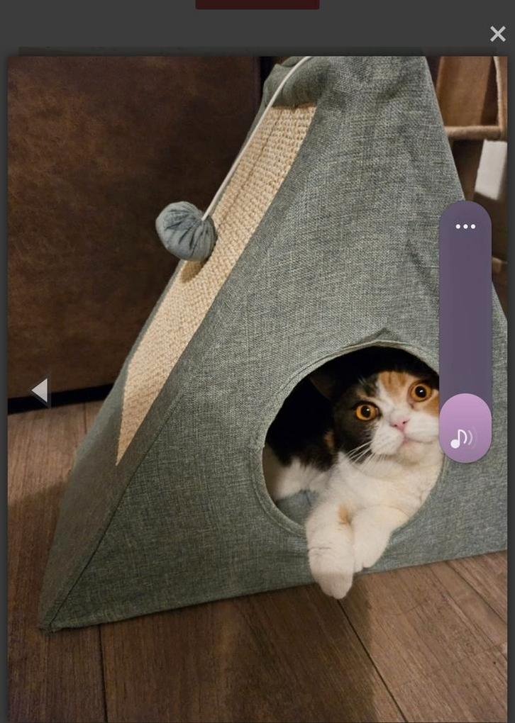 Britse korthaar poes torti met stamboom, Dieren en Toebehoren, Katten en Kittens | Raskatten | Korthaar, Poes