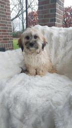 LIEVE MALTIPOO PUPS  ( 2 REUTJES ), Dieren en Toebehoren, Honden | Chihuahua's en Gezelschapshonden, Parvo, Maltezer, Nederland