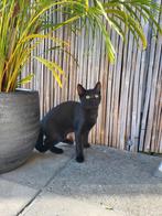 Lieve zwarte poes 5 maanden met chip, Dieren en Toebehoren, Katten en Kittens | Overige Katten, Poes, Kortharig, 0 tot 2 jaar