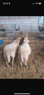 Twee ooilammeren,Kempisch heideschaap, Dieren en Toebehoren, Schapen, Geiten en Varkens, Vrouwelijk, Geit