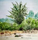 Louis van Gorkum - Bos bij Assenbroek Juli 1983 - 38x34, Antiek en Kunst, Kunst | Schilderijen | Klassiek, Ophalen of Verzenden