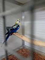 Koppel bonte bleekkop rosella's, Dieren en Toebehoren, Vogels | Parkieten en Papegaaien, Meerdere dieren, Parkiet