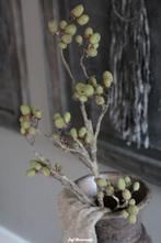 Brynxz Alnus grande green, zijdetak, zijdebloem, dadeltak, Huis en Inrichting, Www.jufbrocante.nl, Www.jufbrocante.nl, Nieuw, Ophalen of Verzenden