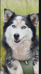 Pomsky (Shiva), Dieren en Toebehoren, Honden | Poolhonden, Keeshonden en Oertypen, Overige rassen, CDV (hondenziekte), 1 tot 2 jaar