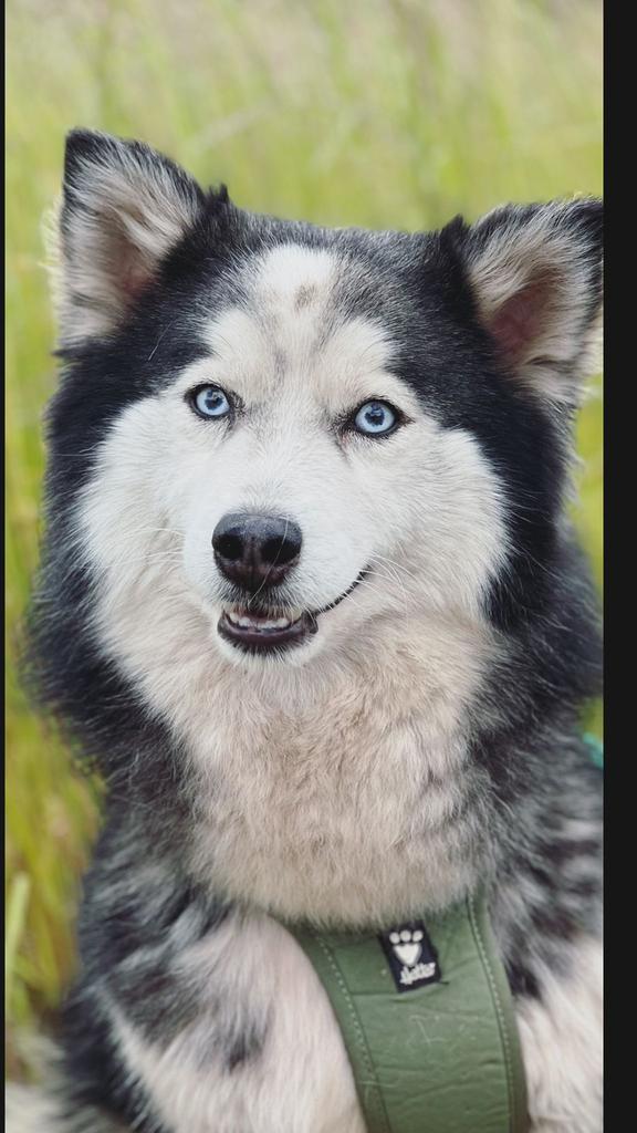 Pomsky (Shiva), Dieren en Toebehoren, Honden | Poolhonden, Keeshonden en Oertypen, Teef, Overige rassen, Particulier, Eén hond