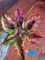 Coleus NN Arcoiris siernetel, Huis en Inrichting, Kamerplanten, Ophalen of Verzenden, Overige soorten, Minder dan 100 cm