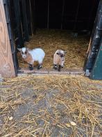 Te koop mooie dwerg geit met jonge, Dieren en Toebehoren, Schapen, Geiten en Varkens, Meerdere dieren, Geit