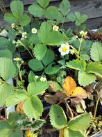 Aardbeien plantjes, Ophalen, Zomer, Volle zon