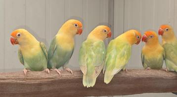 Fischeri pale fallow opaline turquoise 2024 beschikbaar voor biedingen