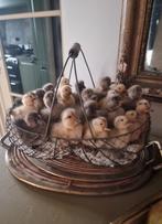 Taxidermie opgezette jonge eendjes vintage brocante kuikens, Ophalen of Verzenden