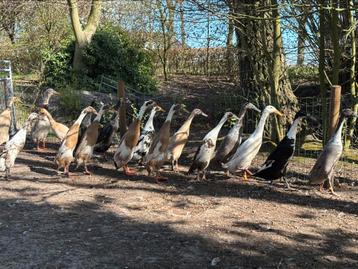 Broedeitjes showkwaliteit raszuivere Indische Loopeenden beschikbaar voor biedingen