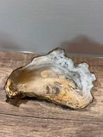 Oesterschelp schaaltje, Ophalen of Verzenden, Schelp(en)