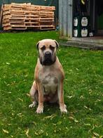 Boerboel Te Koop, Dieren en Toebehoren, Ophalen of Verzenden, Zo goed als nieuw