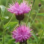 Bio zaden knoopkruid Centaurea jacea - inheems uit eigentuin, Ophalen of Verzenden, Voorjaar, Volle zon, Zaad