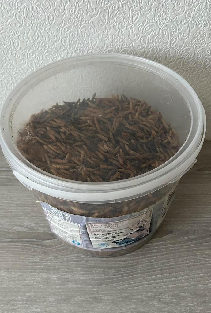 BSF gedroogde larven vliegenlarven, Dieren en Toebehoren, Dierenvoeding, Ophalen of Verzenden