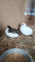 Twee kwartels, Dieren en Toebehoren, Pluimvee, Overige soorten