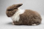 Raszuiver Minilop koppel - mogen eind januari verhuizen, Dieren en Toebehoren, Konijnen, Meerdere dieren, Dwerg, Hangoor, 0 tot 2 jaar