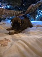 Laatste Shih tzu puppie, Dieren en Toebehoren, Overige rassen, 8 tot 15 weken, Meerdere, Meerdere dieren