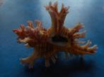 Schelpen: Murex palmarosea Lam. gem-  70,5mm, Verzamelen, Verzenden, Schelp(en)