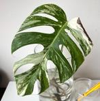 Monstera deliciosa variegated variegata stek bont, Ophalen