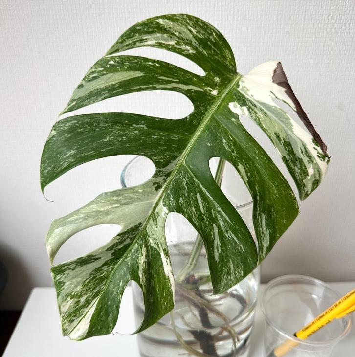 Monstera deliciosa variegated variegata stek bont, Huis en Inrichting, Kamerplanten, Ophalen