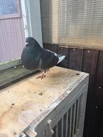 Kraswitslag doffer, Dieren en Toebehoren, Vogels | Duiven, Mannelijk, Kropper