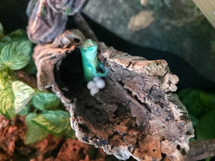 1.1. Bewezen kweekkoppel Gastropholis Prasina, Dieren en Toebehoren, Reptielen en Amfibieën, Hagedis