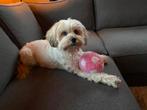 Honden oppas gezocht in Krimpenerwaard, Particuliere oppas