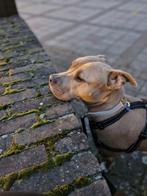 Stafford, Dieren en Toebehoren, Rabiës (hondsdolheid), Eén hond, 3 tot 5 jaar, Nederland