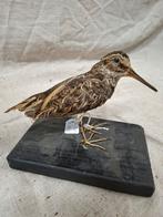 Opgezette Watersnip op houten sokkel, Ophalen of Verzenden, Gebruikt, Vogel, Opgezet dier