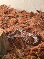 Rattenslang, Dieren en Toebehoren, Reptielen en Amfibieën, Slang, Tam, 0 tot 2 jaar