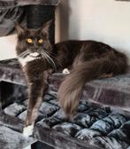 Maincoons herplaatsing, Dieren en Toebehoren, Meerdere dieren