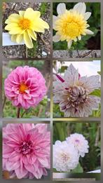 Dahlia knollen, Ophalen of Verzenden, Volle zon, Knol