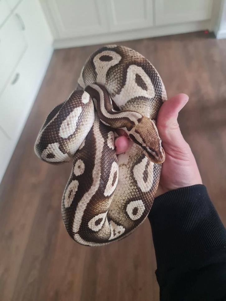 Ball python Pastave het clown. Pastave=pastel en mojave