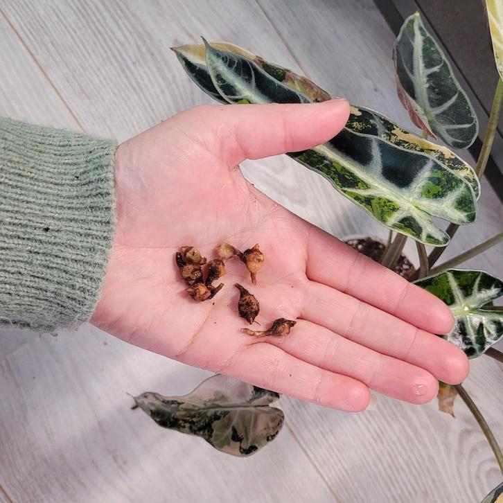 Alocasia bambino aurea corms knollen, Huis en Inrichting, Kamerplanten, Ophalen of Verzenden