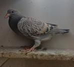 Kleurpostduif, Dieren en Toebehoren, Vogels | Duiven, Postduif