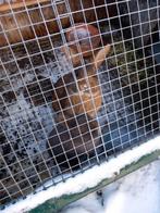 Twee lieve rammetjes blauw dwergkonijn & Vlaamse reus, Dieren en Toebehoren, Konijnen, Mannelijk, Dwerg