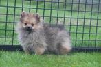 Dwergkees pups ,pomeriaan,keeshond ,spitz pup 💖💖💖, België, Keeshond, 15 weken tot 1 jaar, Meerdere