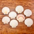 Jacobsschelpen grote schelpen St. Jacobs schelpen, Verzamelen, Mineralen en Fossielen, Ophalen of Verzenden, Schelp(en)