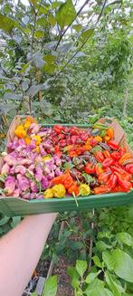 Verse pepers. Tm eind oktober elk weekend vers geplukt, Tuin en Terras, Bloembollen en Zaden, Ophalen of Verzenden, Volle zon
